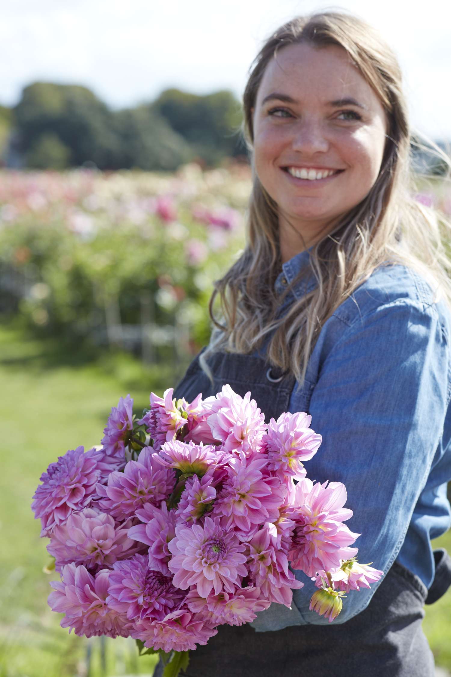 Dahlia 'Pink Ardour'